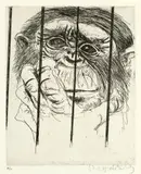 Brett Whiteley, Chimp, Taronga Park Zoo (also known as Monkey) 1979, 1979, etching