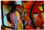 Tim Maguire, Poppies 2009, 2009, digital pigment print