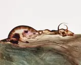 Carcass by Sidney Nolan, oil on paper on board, offered Jun 2022