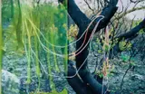 Janet Laurence, Transfusion Series 2008, 2008, Duraclear and oil pigment on Shinkolite acrylic