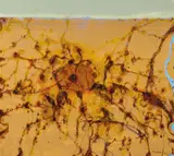John Olsen, Where Wattle Pollen Stains the Doubting Heart 2014, 2014, oil on canvas