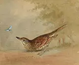 Ellis Rowan, The Catch