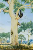 Albert Namatjira, River Red Gum in Landscape
