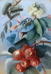 Ellis Rowan, Spider, Leaves and Fruit c1916, c1916, watercolour and gouache on paper on board