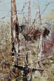 Clifton Pugh, Birds 1962