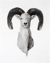 Jonathan Delafield Cook, Trophy 1 2012, 2012, charcoal on paper