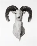 Jonathan Delafield Cook, Trophy 1 2012, 2012, charcoal on paper