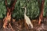 Albert Tucker, Brolga and Trees 1963