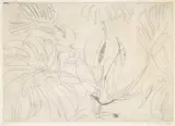 Brett Whiteley, Monstera Deliciosa 1978, 1978, etching