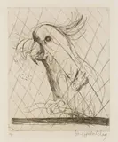 Brett Whiteley, Hullo (Cockatoo) 1980, 1980, etching