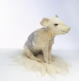 Julia Deville, Piglet 2009, 2009, taxidermy piglet, antique lace, pins, feathers