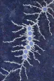 Seven Sisters Dreaming by Gabriella Possum Nungurrayi, synthetic polymer paint on linen, sold Jul 2020