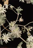 Cressida Campbell, Entwined Flannel Flowers 2013