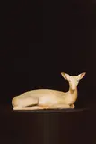 Sam Leach, Nolens Volens Deer 2008