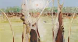 Pelicans at Cooper's Creek by Clifton Pugh, oil on canvas, offered Nov 2017