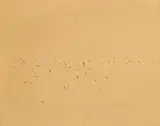 Fred Williams, Australian Landscape I 1969, 1969, oil on canvas