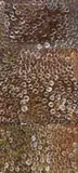 Wildflower Dreaming 1995 by Emily Kame Kngwarreye, 1995, synthetic polymer paint on linen (triptych), offered Mar 2016