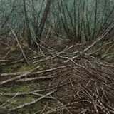 Nicholas Blowers, Narcissus No. 4 2005, 2005, oil on canvas