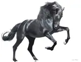 Lawrence Starkey, The Black Stallion, oil on canvas