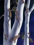 Lin Onus, Nampiri Djutijutu Benarra (Air Brush Gum Trees)