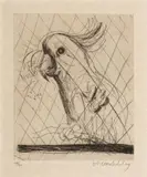 Brett Whiteley, Hullo (Cockatoo) 1980, 1980, etching