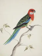 Port Jackson Painter working c1790, Eastern Rosella Parroquet from Botany Bay c1790, c1790, watercolour on paper