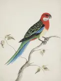 Port Jackson Painter working c1790, Eastern Rosella Parroquet from Botany Bay c1790, c1790, watercolour on paper