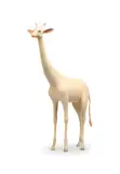Yoshimasa Tsuchiya, Kirin