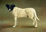 Yeh Tzu Chi, Taiwanese Dog