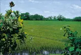 Huang Ming-chang, Rice Field Series-Spring Butterflies, 1998, Oil on canvas