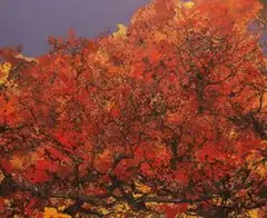 Hong Ling, Autumn Sunshine, 2012-2013, Oil on canvas