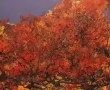 Hong Ling, Autumn Sunshine, 2012-2013, Oil on canvas