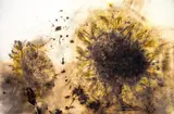 Cai Guo-Qiang, Study for Sunflower, 2010, Gunpowder on paper