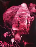 Chang-Ling, Pork Belly Series – Flesh Flowers and Birds – Rhino
