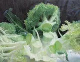 Huang Chia-Ning, Cauliflower, 2007, Oil on canvas