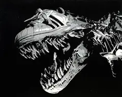 Kea Tsai, Tyrannosaurus Rex - Adidas, 2010, Acrylic on canvas