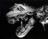 Kea Tsai, Tyrannosaurus Rex - Adidas, 2010, Acrylic on canvas