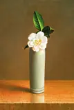 Yeh Tzu Chi, Camellia in Lantern Festival