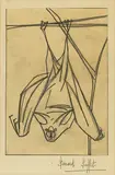 Bernard Buffet, La chauve souris, Charcoal on tracing paper and paper