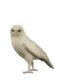 Yoshimasa Tsuchiya, Owl, 2019, Wood, crystal
