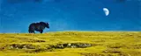 Wang Zhijie, Wild Yak in the Night, Oil on masonite