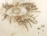 Cai Guo-Qiang, Skybound UFO and Shrine