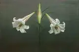 Yeh Tzu Chi, Hualien's Wild Lily