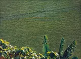 Huang Ming-chang, Wind in Rice - Rice Field Series, 2005, Oil on canvas