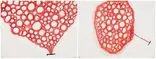 Chiharu Shiota, Conversation with the Universe; Cell, 2019, Lithograph, edtition no. 38/40