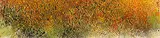 Liu Guosong, Autumnal Color: Jiuzhaigou Series No. 70