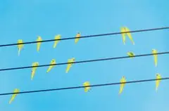 Yoshinori Mizutani, Tokyo Parrots 012, 2013, Archival pigment print, ed. 4/5