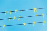 Tokyo Parrots 012 by Yoshinori Mizutani, 2013, Archival pigment print, ed. 4/5, sold Dec 2020