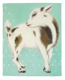 Iida Kiriko, Puzzle Sheep