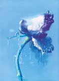 Zhang Donghong, Flower, 2005, Oil on canvas